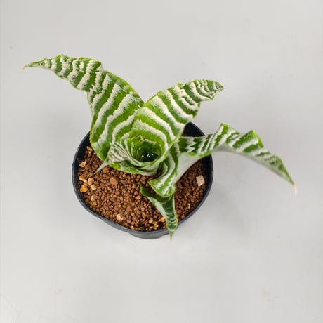 Cryptanthus 'Betty'