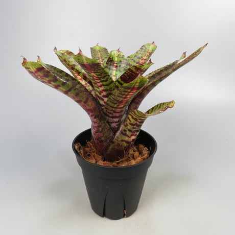 Neoregelia 'Whirlwind' Bromeliad Cultivar Register (11247)
