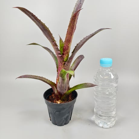 Hohenbergia vestita Darkness clone