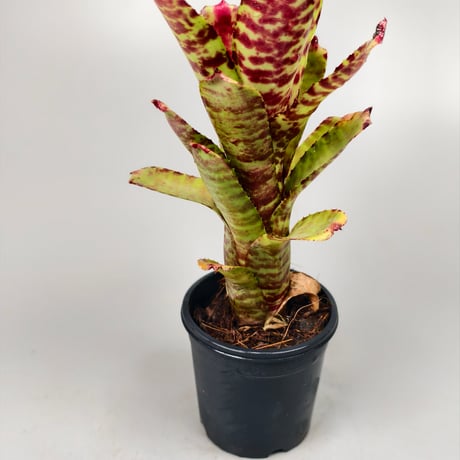 Neoregelia (lilliputiana x BAM) x (lilliputiana x punctatissima)
