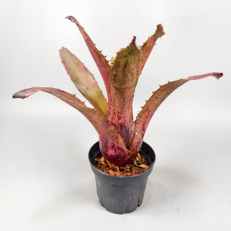 Hohenbergia sp Brazil Seeds from Brazil ex EL