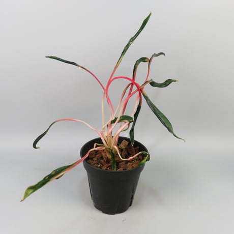 Aglaonema 'Medusa'