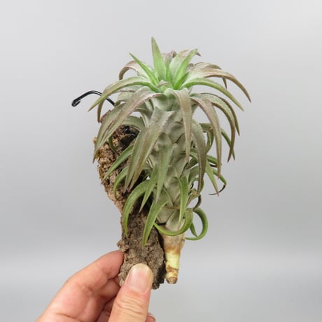 Tillandsia ionantha var. vanhyningii 'Red Dragon'