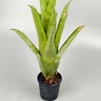 Aechmea Charles Hodgson