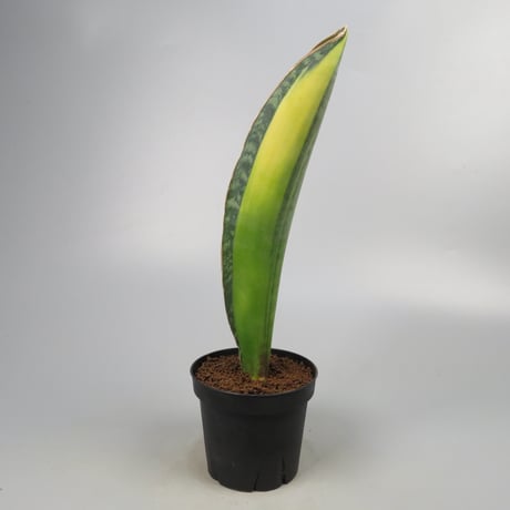 Sansevieria Masoniana from Yoky plant
