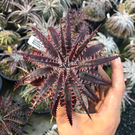 Dyckia 'Kali' (Warren × Mercury) Sueb Hybrid