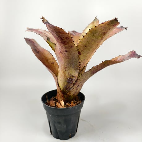 Aechmea Whyanbeel (Hohenbergia sp Brazil)