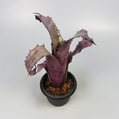 Hohenbergia sp. Leme #2203