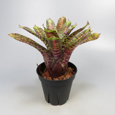 Neoregelia 'Whirlwind' Bromeliad Cultivar Register (11247)