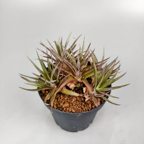 xDyckophytum Dyckia hedingii spineless x Orthophytum (Mutation)