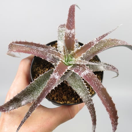 Orthophytum (Iron Ore x (Brittle Star x saxicola))