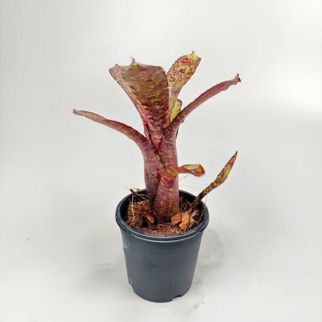 Neoregelia ampullacea 'Zebrina'（WBC2006 Chan）ex SN