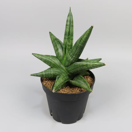 Sansevieria Taurus from Yoky plant
