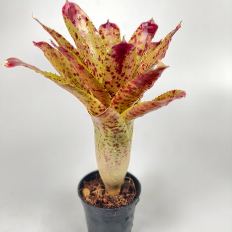 Neoregelia 'Cheers' Bromeliad Cultivar Register (3558)