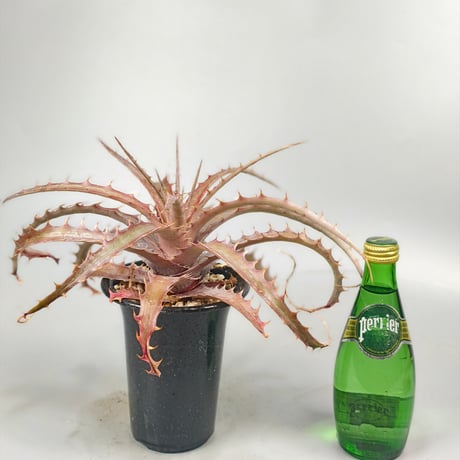 Encholirium nibertii × Ono Clone shidoku-plants-kuruu 2024 Self Seedling