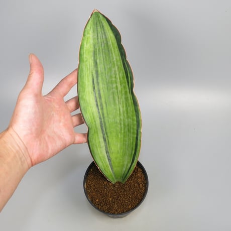 Sansevieria Bruda from Yoky plant