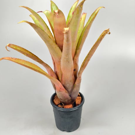 Aechmea caudata x recurvata