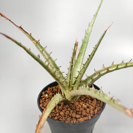 Dyckia sp excelsa ex Satith
