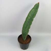 Sansevieria Monkey Bay