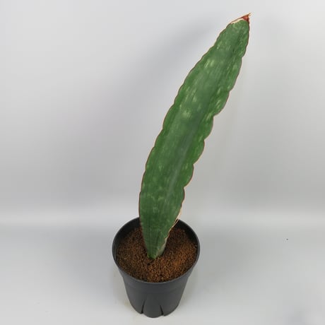 Sansevieria Monkey Bay