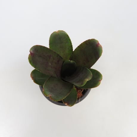 Neoregelia punctatissima rubra WBC BSI ex SN