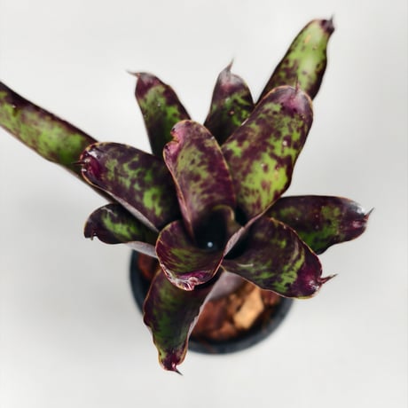 Neoregelia Ariel　Bromeliad Cultivar Register (2971)