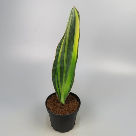 Sansevieria Masoniana from Yoky plant