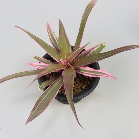 Cryptanthus 'Marian Oppenheimer' Bromeliad Cultivar Register (1823)