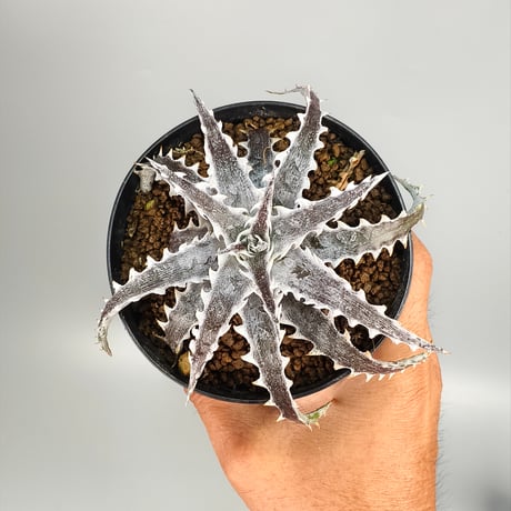 Dyckia Evil Wing Otto Bromeliad Hybrid