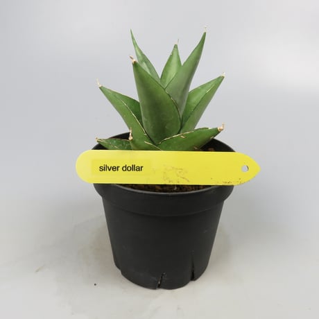 Sansevieria Silver Dollar from Yoky plant