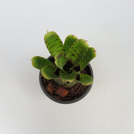 Neoregelia punctatissima Yellow form