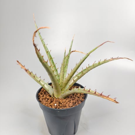 Dyckia sp excelsa ex Satith