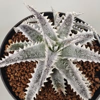 Dyckia 'Hotaka' Bromeliad Cultivar Register (15938)
