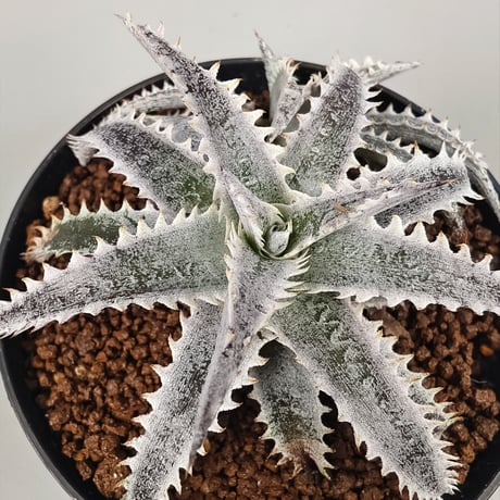 CATEGORY Dyckia | Panus