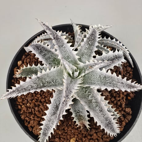 Dyckia 'Hotaka' Bromeliad Cultivar Register (15938)