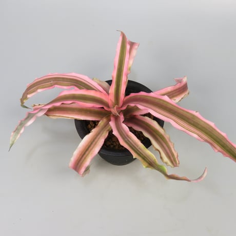 Cryptanthus 'Pink Starlight' Bromeliad Cultivar Register (1963)