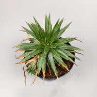 Dyckia sp from Satith