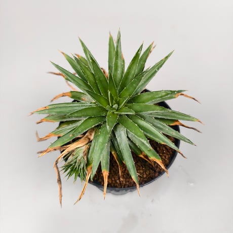 CATEGORY Dyckia | Panus