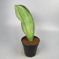 Sansevieria Bruda from Yoky plant