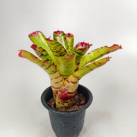 Neoregelia Little Faith Bromeliad Cultivar Register (5446)