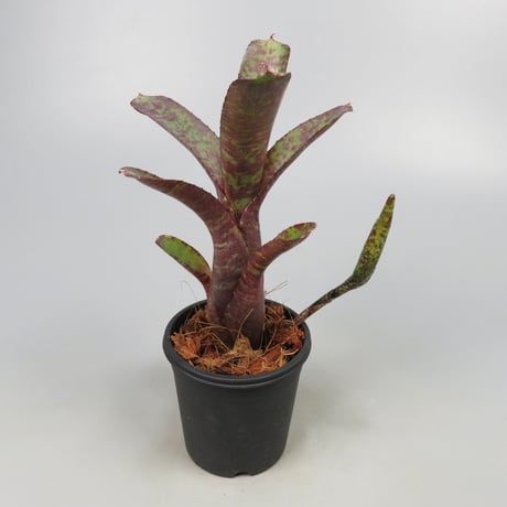 Neoregelia ampullacea 'Zebrina' (WBC2006 Chan)