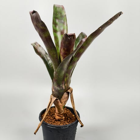 Canistrum seidelianum