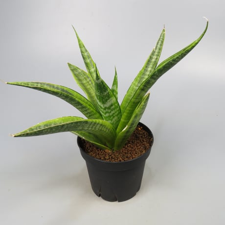 Sansevieria Cordova variegated from Yoky plant