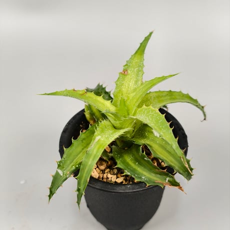Orthophytum 'Iron Ore' × ('Brittle Star' × sexicola)