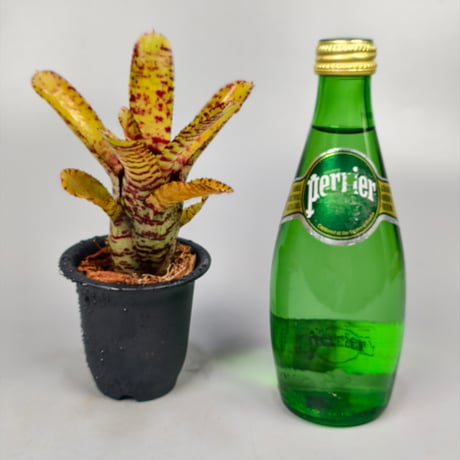 Neoregelia punctatissima Yellow x Palmers  Panlop Rungrussami Hybrid