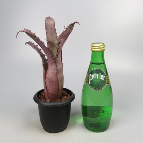 Hohenbergia 'Ouchi' (sp. Brazil)