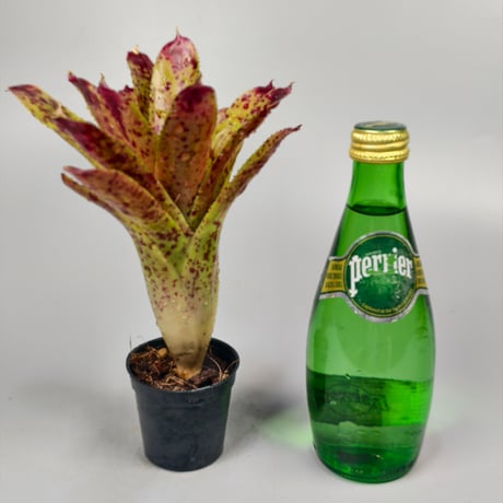Neoregelia 'Cheers' Bromeliad Cultivar Register (3558)