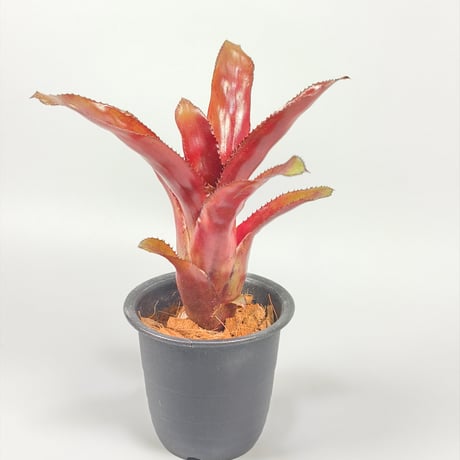 Quesnelia 'Black Knight' from Michel Bromeliad
