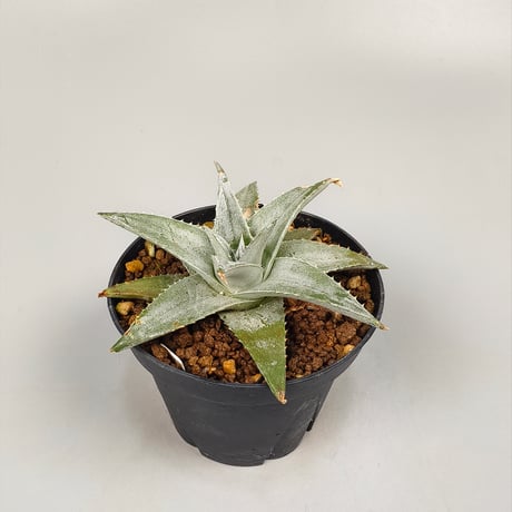 Dyckia Zebra Billbaker Hybrid