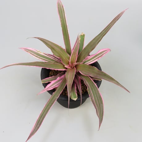 Cryptanthus 'Marian Oppenheimer' Bromeliad Cultivar Register (1823)